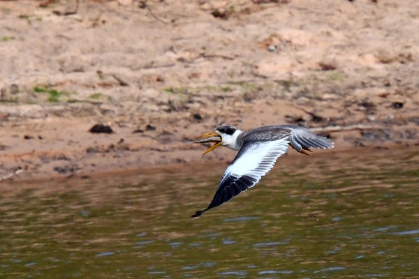 Grootsnavelstern vliegt weg met vis in zijn keel, Pantanal, Brazilië