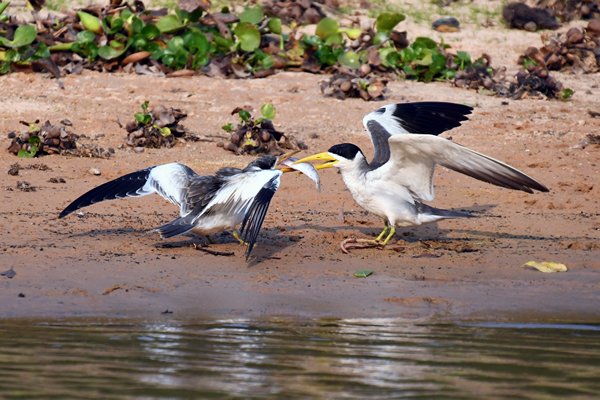 Grootsnavelstern voert een vis aan het jong, Pantanal, Brazilië