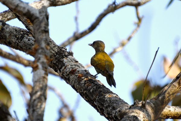 Musspecht in de Chapada dos Guimarães, Brazilië