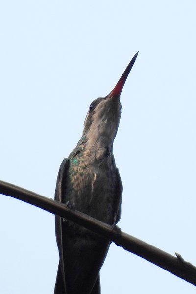 Vorkstaartbosnimf in Chapada dos Guimarães, Brazilië