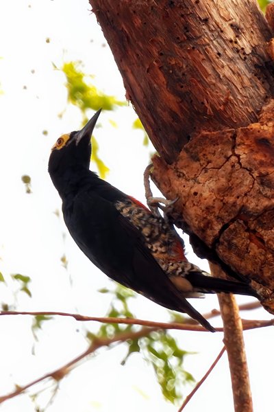 Geelbrauwspecht in de Chapada dos Guimarães, Brazilië