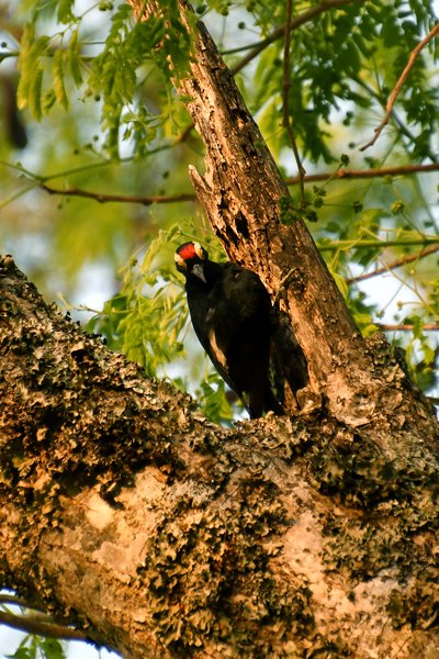 Geelbrauwspecht in de Chapada dos Guimarães, Brazilië