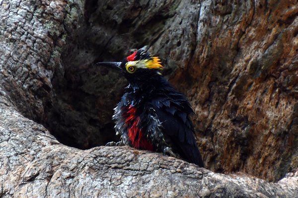 Geelbrauwspecht in de Chapada dos Guimarães, Brazilië