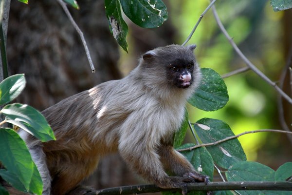 Zwartstaartzijdeaapje (black-tailed marmoset, Mico melanurus) in een stadspark bij Cuiabá, Brazilië