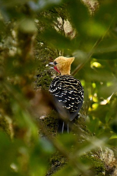 Blondkuifspecht in Regua, Brazilië