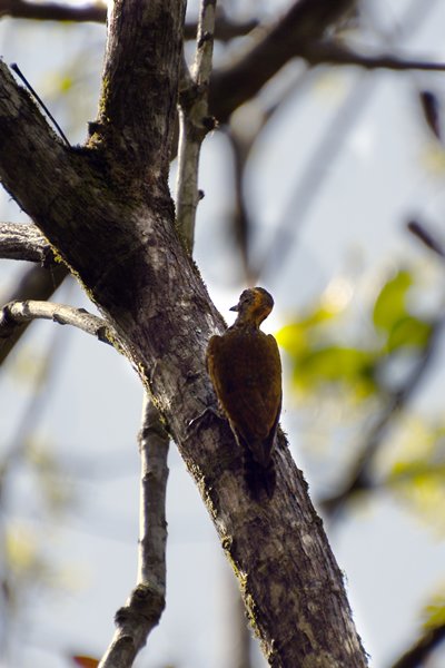 Geeloorspecht in Regua, Brazilië