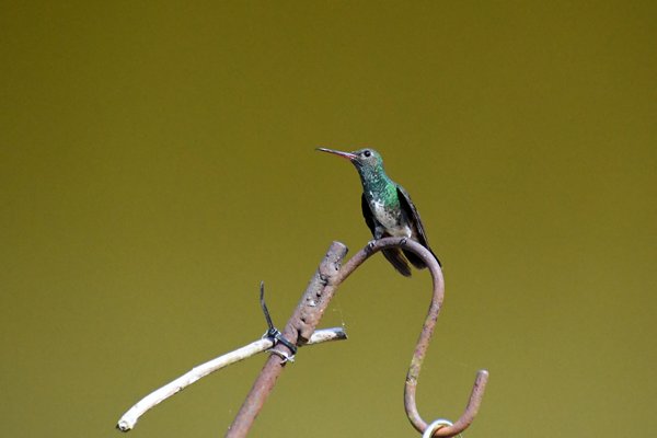 Franje-amazilia in Regua, Brazilië