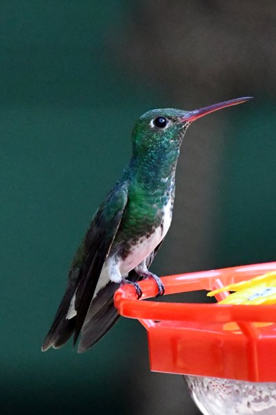 Franje-amazilia in Regua, Brazilië