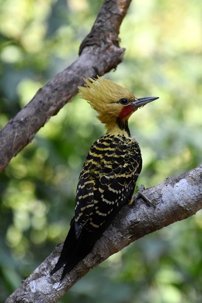 Blondkuifspecht bij Itororó lodge, Brazilië