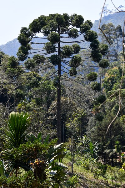 Erythrina mulungu op het terrein van de Itororó Lodge, Brazilië