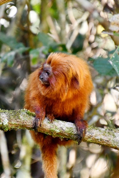 Gouden leeuwaapje (Leontopithecus rosalia) bij Silva Jardim, Brazilië