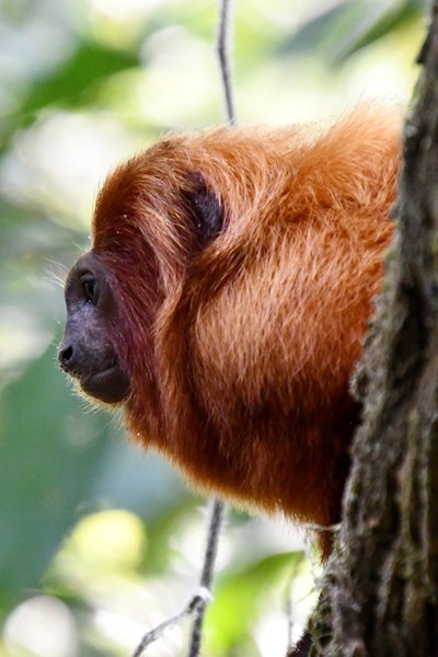 Gouden leeuwaapje (Leontopithecus rosalia) bij Silva Jardim, Brazilië