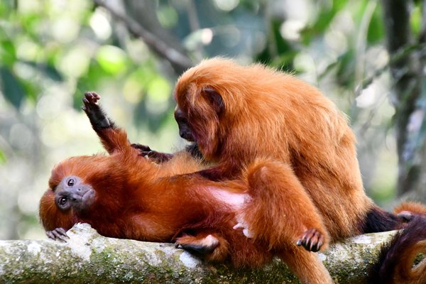 Vlooiende Gouden leeuwaapjes (Leontopithecus rosalia) bij Silva Jardim, Brazilië