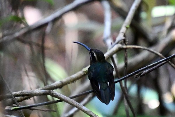 Dwergheremietkolibrie in de omgeving van Silva Jardim, Brazilië