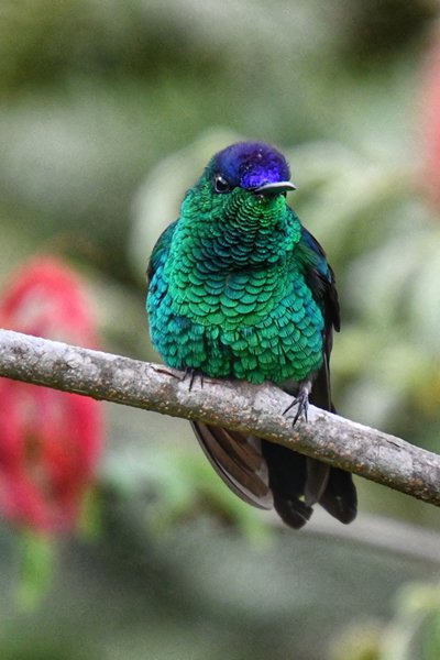 Violetkapbosnimf bij Itororó Lodge, Brazilië