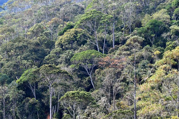 Boomrijke helling bij de Itororó Lodge, Brazilië