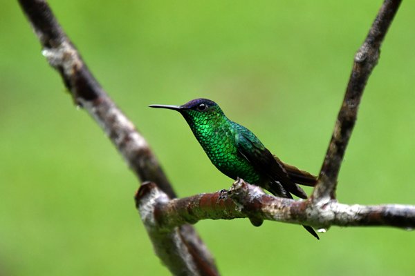 Violetkapbosnimf bij Ubatuba, Brazilië