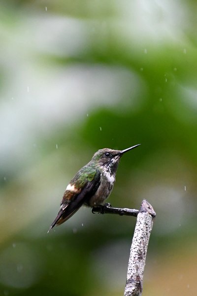 Gepluimde koketkolibrie bij Ubatuba, Brazilië