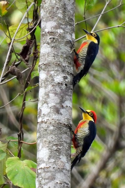 Goudmaskerspecht bij Mambucaba, Brazilië