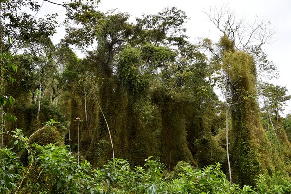 Begroeide bomen bij Mambucaba, Brazilië