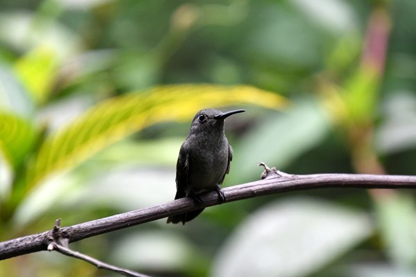 Zwartkeelmango in de omgeving van Ubatuba, Brazilië