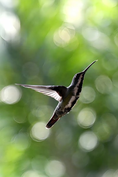 Zwartkeelmango in de omgeving van Ubatuba, Brazilië