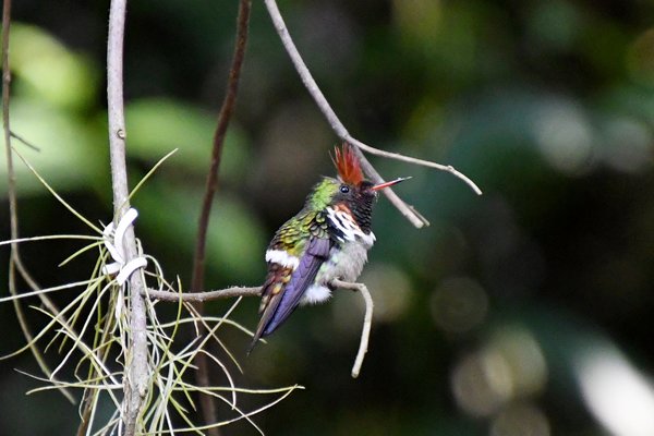 Gekraagde koketkolibrie in de omgeving van Ubatuba, Brazilië