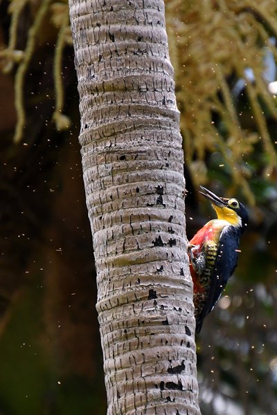 Goudmaskerspecht bij Ninho da Cambacaca, Brazilië