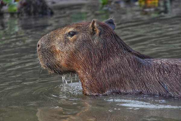 Capibara in Pixaim rivier, Brazilië