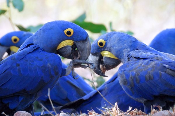 Hyacintara's in Wolf Valley Camp, Brazilië