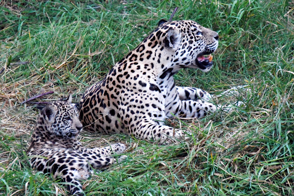 Jaguars in de Pantanal, Brazilië