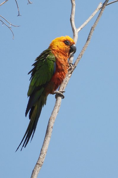 Jendayaparkiet in Wolf Valley Camp, Brazilië