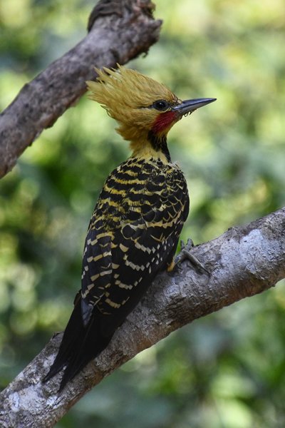 Blondkuifspecht in Itororó, Brazilië