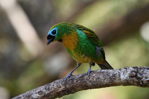 Oranjeborsttangare in Itororó, Brazilië