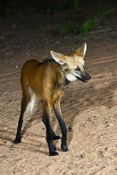 Manenwolf in Wolf Cliff Camp, Brazilië