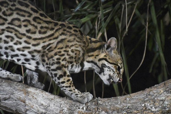 Ocelot bij de SouthWild Pantanal Lodge, Brazilië