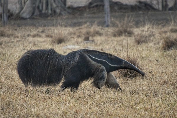 Reuzenmiereneter bij de Piuval Lodge (Pantanal), Brazilië