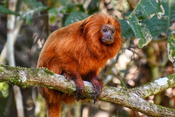 Gouden leeuwaapje bij het Atlantisch regenwoud, Brazilië