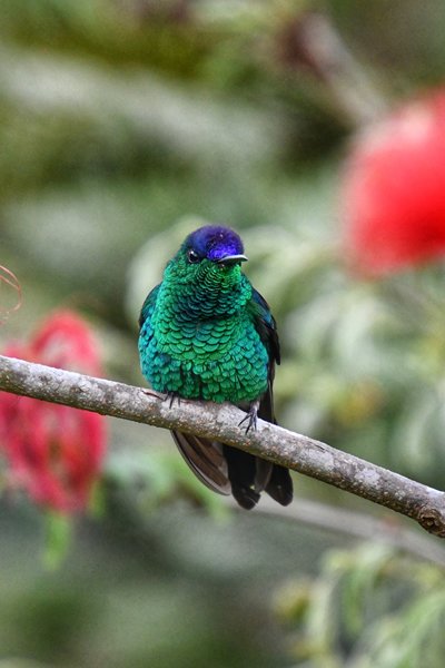 Violetkapbosnimf bij Itororó Lodge, Brazilië