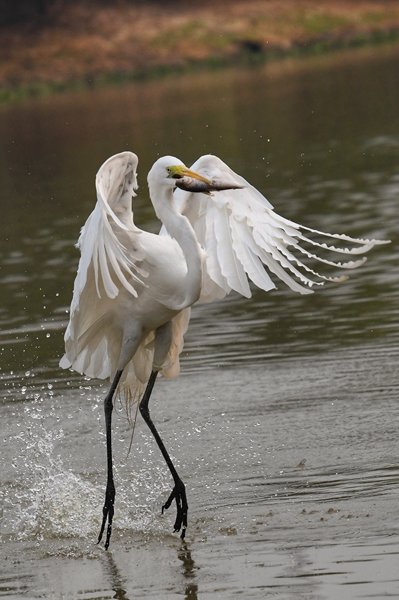 Zilverreiger met een vis in zijn snavel (Pantanal), Brazilië