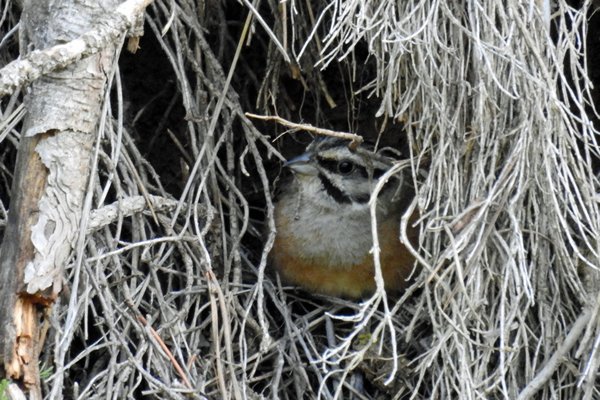 Grijze gors (Rock Bunting) op nest
