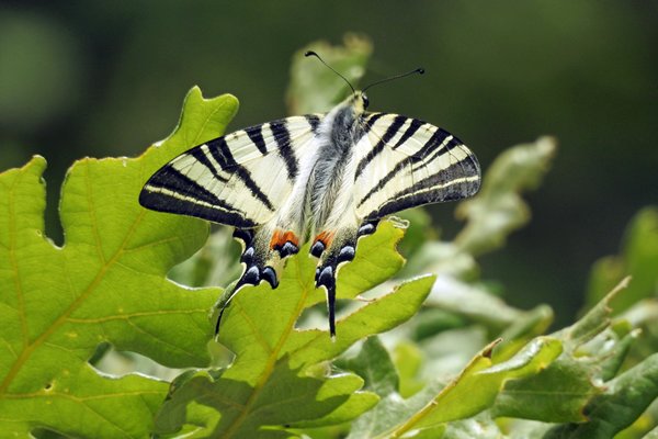 Koningspage, Iphiclides podalinius (swallow-tail butterfly)