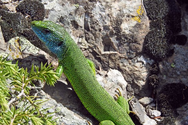Balkan Green Lizard in Sinite Kamani park