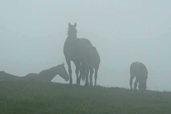Paarden in de mist op de berg Buzludzha
