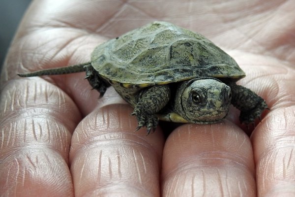 Een schildpadje dat veel kleiner is dan een kleine hand