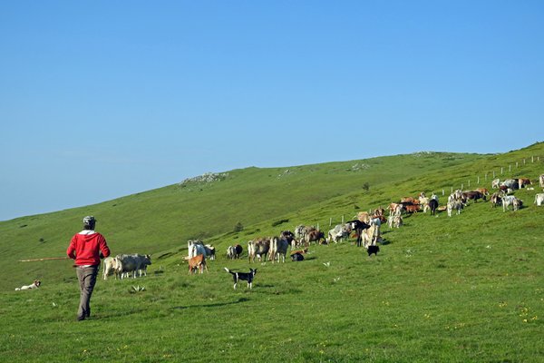 Een herder met kudde in het Centraal Balkan NP