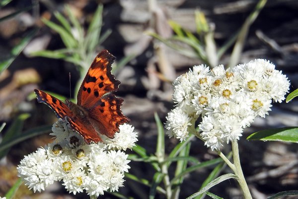 Polygonia in Strathcona Provincial Park op Vancouver Island