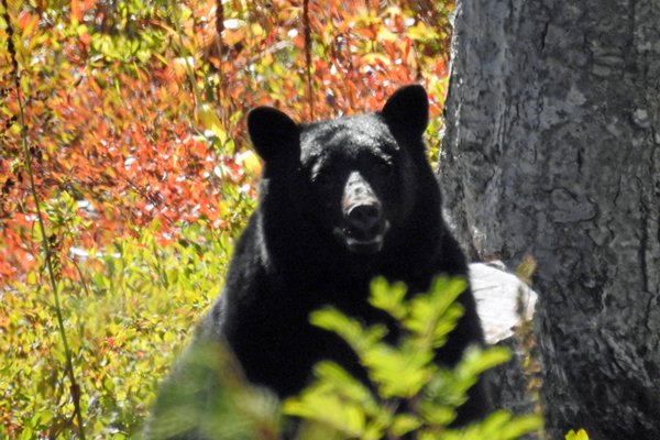 Een zwarte beer heeft ons opgemerkt op Mount Washington (Vancouver Island)