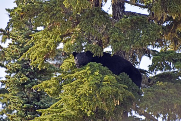 Een zwarte beer bekijkt ons vanuit een boom op Mount Washington (Vancouver Island)