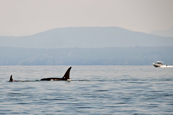 Orka's bij Vancouver Island